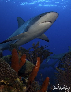 One Reef Shark that tried to cooperate with my shooting o... by Steven Anderson 